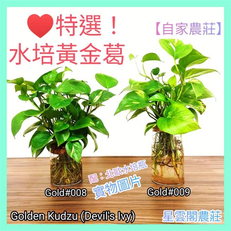 家居水種植物|【水種植物】水種植物：15種室內植物推薦，讓你輕鬆。